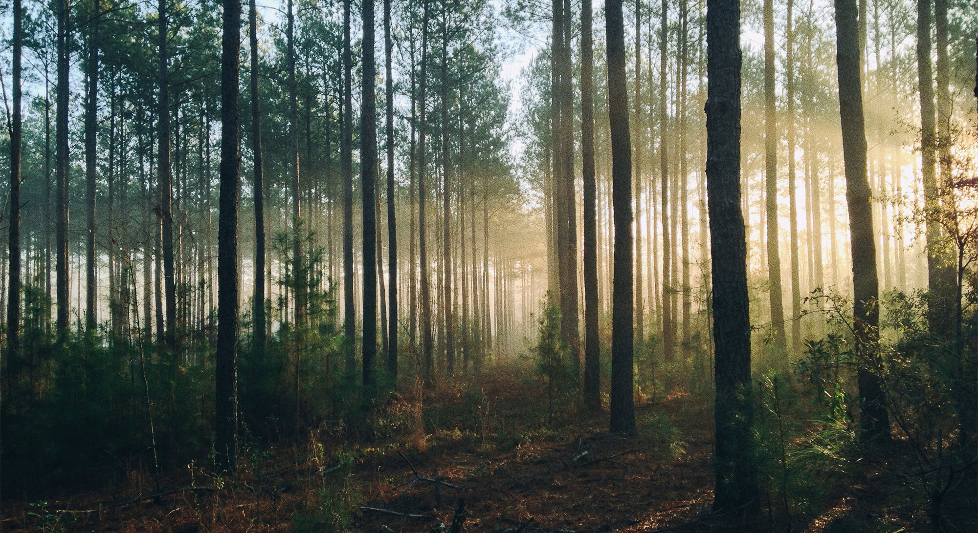 Bomen planten